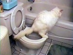 chat pipi
