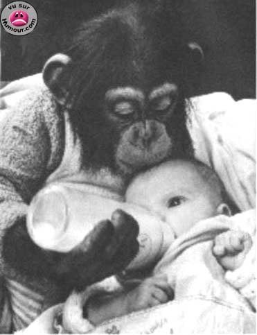 singe bébé