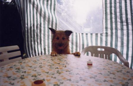 benji